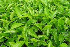 हिमाचल: बागवानों को बाहरी राज्यों से फल-पौध सामग्री न खरीदने की सलाह