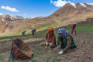 एक मौसम में एक ही फसल 