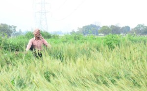 किसानों की आत्महत्या की वजह प्राकृतिक भी है और कृत्रिम भी