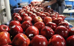 एथेरल के प्रयोग से पत्तियां समयपूर्व पीली, साथ ही पौधों की गुणवत्ता भी होगी प्रभावित