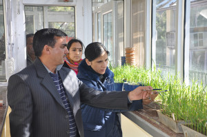 गेहूँ (ट्रिटिकम जाति) विश्वव्यापी महत्व की फसल