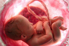 गर्भावस्था के दौरान भ्रूण से शिशु का होता है पूर्ण विकास : डॉ. सुभाष चौहान