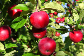 नवम्बर में बर्फबारी सेब व अन्य फलदार पौधों के लिए फायदेमंद...रखें इन बातों का भी ध्यान : डॉ. भारद्वाज