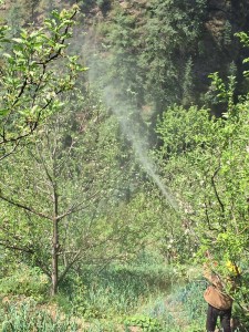 सेब बागीचों में अप्राकृतिक रूप से एथेरल का प्रयोग करने से बचें बागवान : बागवानी विशेषज्ञ