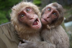 मण्डी की 10 तहसीलों में बंदरों को किया गया वर्मिन घोषित, जानकारी दे रहे हैं डीएफओ मंडी (देखें वीडियो)
