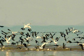 पौंग बांध जलाशय वन्यजीव अभयारण्य में आठ दिनों से पक्षियों की मौत का कोई मामला नहींः वन मंत्री