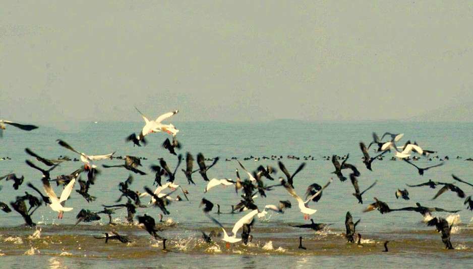 पौंग बांध जलाशय वन्यजीव अभयारण्य में आठ दिनों से पक्षियों की मौत का कोई मामला नहींः वन मंत्री