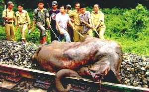 More About Woodpecker Film Festival