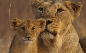 45 films, including several National Award winning films, to be screened in the 3-day festival at Gaiety Theatre. 5 films from Himachal Pradesh also in the festival.