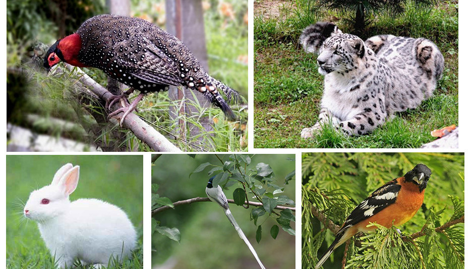 हिमाचल में बहुतायत संख्या में पाए जाते हैं अदभुत वन्य पशु-पक्षी… | हिम  शिमला लाइव