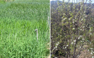 कई क्षेत्रों में अधिकतर किसानों की फसल का नफा-नुकसान मौसम पर निर्धारित 