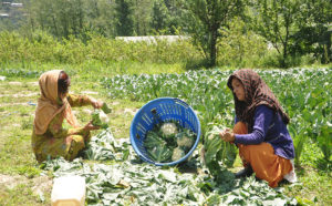 बे-मौसमी सब्जी उत्पादन में अग्रणी राज्य बनने की ओर अग्रसर हिमाचल