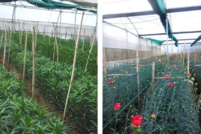 पॉलीहाऊस में फूलों की पौध व सजावटी पौधों का उत्पादन स्वरोजगार का एक अच्छा विकल्प