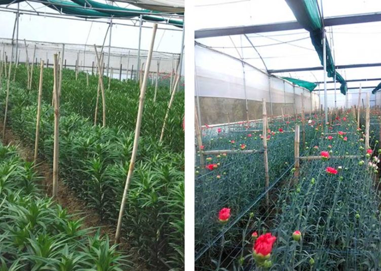 पॉलीहाऊस में फूलों की पौध व सजावटी पौधों का उत्पादन स्वरोजगार का एक अच्छा विकल्प