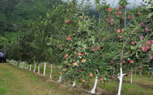 मौसम में सुधार होने के पश्चात पौधों के तनों पर बागवान अवश्य करें चूना-नीले थोथे का लेपन