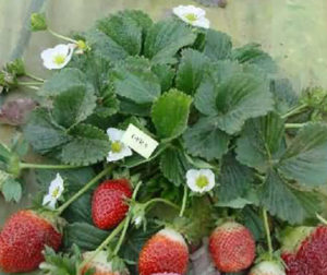 टयोगा, टोरी, पूसा अर्ली डवार्फ, केवेलियर आदि इसकी प्रमुख किस्में