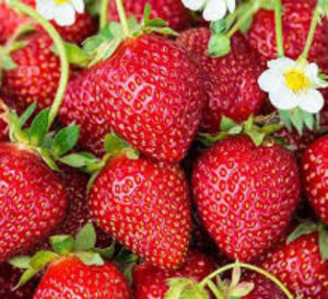 भूमि पर घास का सूखा आवरण आवश्यक