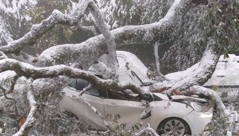 शिमला: कार पर गिरा पेड़, हादसे के दौरान कार सवार थे गाड़ी से बाहर