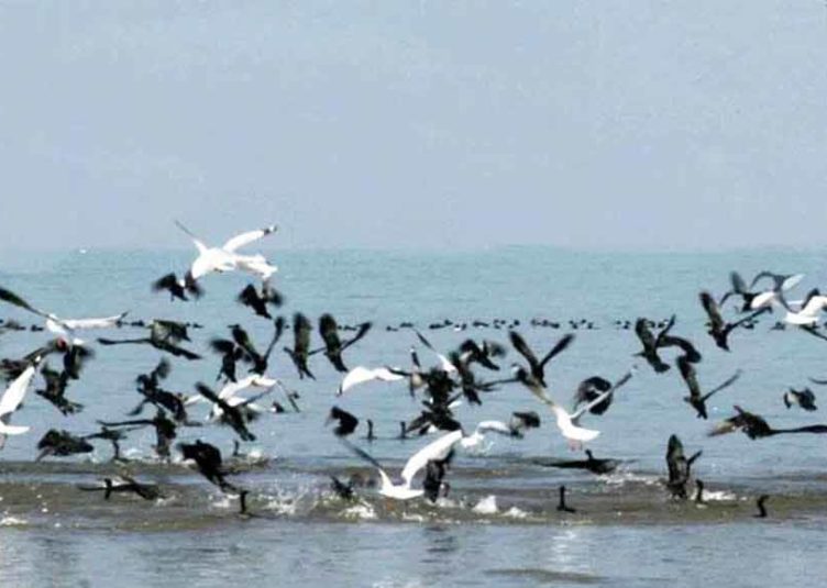 हिमाचल में प्रवासी और आवासी जल पक्षियों के आवास में हुई वृद्धि