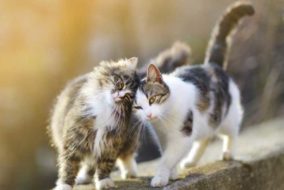 इंसानों से अब जानवरों में फैलने लगा कोविड-19 : दो बिल्लियां हुईं कोविड-19 से संक्रमित