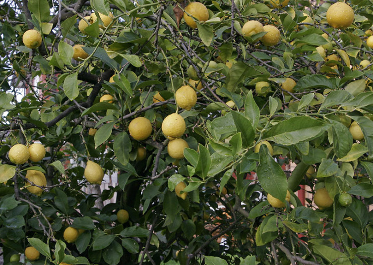 Lemon_tree02