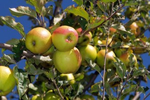 पाइन नट के बगीचे, सेब और चेरी के सुंदर पेड़ के लिए प्रसिद्ध सांगला