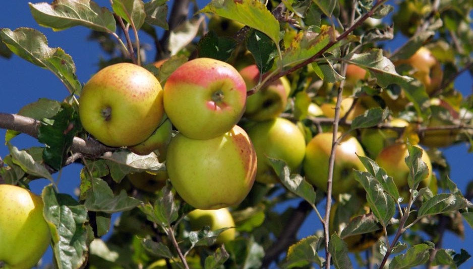 श्रमिकों की कमी के कारण सेब तुड़ान में नहीं आ रही तेजी, जबकि रॉयल सेब की खरीद के लिए बड़ी कंपनियां दिखा रही रूचि