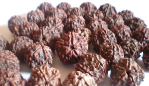 रुद्राक्ष