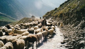 प्रदेश की आर्थिकी में पशुपालन की महत्वपूर्ण भूमिका