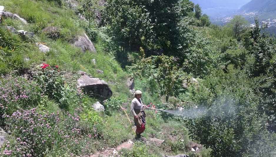 ट्री स्प्रे आयल की स्प्रे क्यों और कब करें बागवान : डा. एस.पी. भारद्वाज