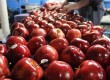 देश व प्रदेश की मंडियों में हिमाचल के रॉयल सेब की डिमांड बढ़ी
