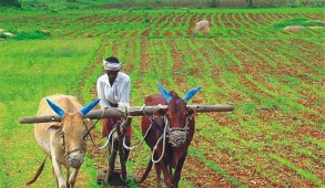 प्रधानमंत्री फसल बीमा योजना इस खरीफ मौसम में भी रहेगी जारी : कृषि निदेश डॉ.कौंडल