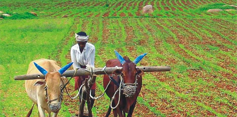 प्रधानमंत्री फसल बीमा योजना इस खरीफ मौसम में भी रहेगी जारी : कृषि निदेश डॉ.कौंडल
