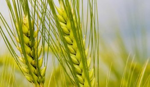 अगले वित्त वर्ष में 96,855 क्विंटल गेहूं बीज उत्पादित करने का लक्ष्य : डाॅ. नरेश कुमार