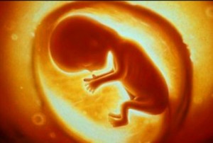 गर्भावस्था के दौरान भ्रूण से शिशु के पूर्ण विकास के लिए करीब लगते हैं 40 सप्ताह 
