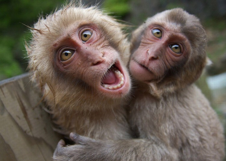 मण्डी की 10 तहसीलों में बंदरों को किया गया वर्मिन घोषित, जानकारी दे रहे हैं डीएफओ मंडी (देखें वीडियो)
