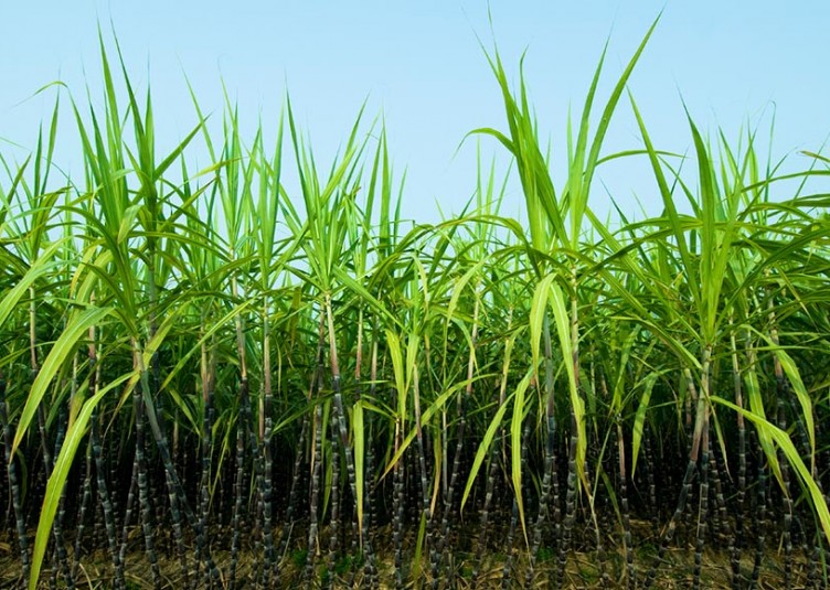 गन्‍ने के भुगतान की बकाया राशि को कम करने के लिए सरकार के नीति प्रयास