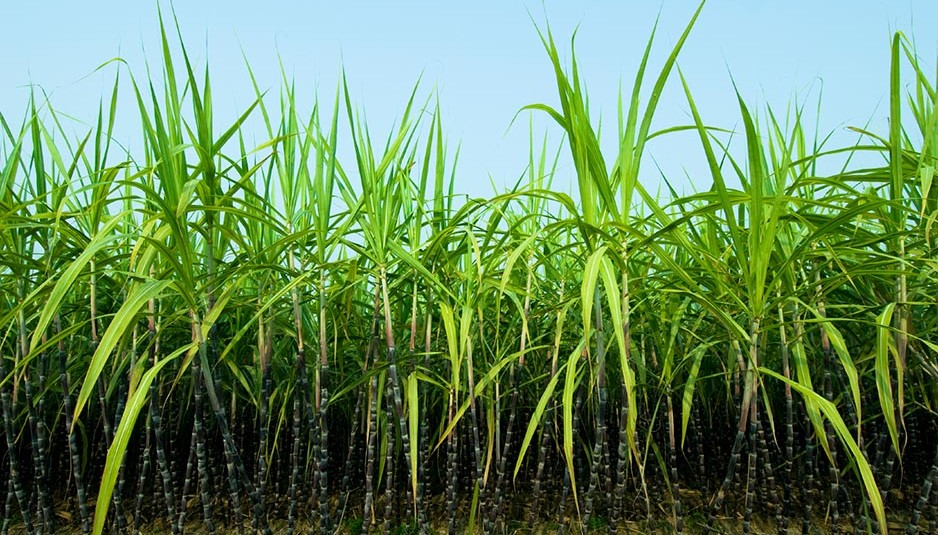 गन्ने के भुगतान की बकाया राशि को कम करने के लिए सरकार के नीति प्रयास