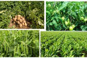कृषि विभाग का चालू खरीफ में 9.17 लाख टन खाद्यान्न उत्पादन का लक्ष्य