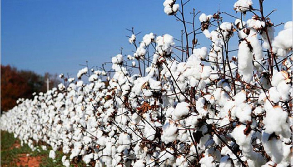 पंजाब में सफेद मक्खी से प्रभावित कपास की फसलों का जायजा लेने की लिए बनाई टीम