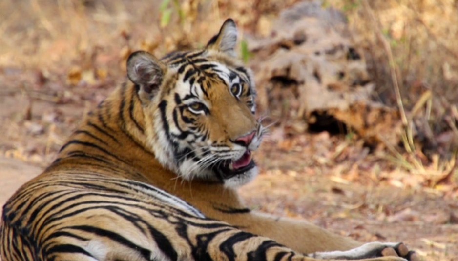 Woodpecker Environment and Wildlife Film Festival in Gaiety Theatre from July 7