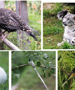 हिमाचल में बहुतायत संख्या में पाए जाते हैं वन्य पशु-पक्षी
