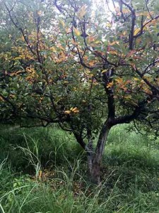 फल तुड़ान के पश्चात पत्तियों का कम से कम नवम्बर मास तक पौधों पर टिके रहना अत्यन्त महत्वपूर्ण