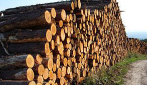 भारत सरकार के साथ ईमारती लकड़ी की आपूर्ति के लिए समझौता ज्ञापन पर होंगे हस्ताक्षर