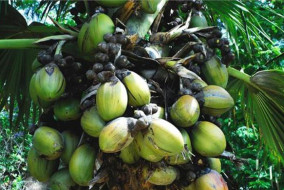 विश्व में नारियल उत्पादन और उत्पादकता में भारत अग्रणी देश : राधा मोहन