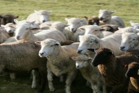 हिमाचल के जन-जातीय क्षेत्रों के निवासियों का प्राचीन व्यवसाय भेड़ पालन