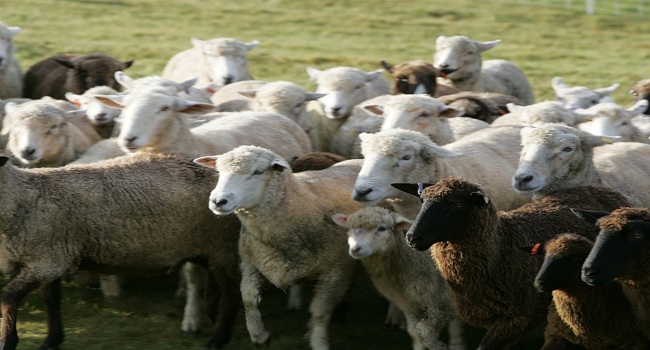 हिमाचल के जन-जातीय क्षेत्रों के निवासियों का प्राचीन व्यवसाय भेड़ पालन