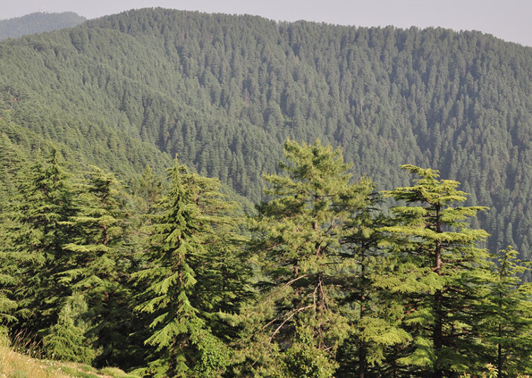राज्य के लिये 1300 करोड़ की ‘हिमाचल प्रदेश वन समृद्धि परियोजना’ स्वीकृत