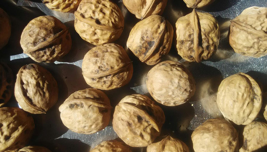 अखरोट में है कई गंभीर बीमारियों से लड़ने की क्षमता