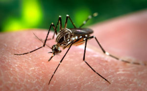 डेंगू बुखार वायरल इंफेक्शन है जो एडीज मच्छर के काटने से होता है